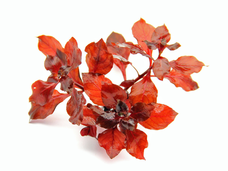 Kleine tiefrote Ludwigie - Ludwigia sp. mini Red